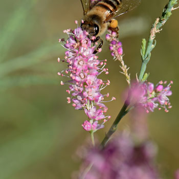 Chinese Saltcedar has showy, almost beautiful flowers which attract large numbers of insects including native honey bees and butterflies. Tamarix chinensis 